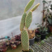 Tavşan Kaktüs / SARI Dikenli (Opuntia Microdasys Albata), 5.5 Cm Saksıda thumbnail 1