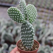 Tavşan Kaktüs/Beyaz Dikenli , 5.5 Cm Saksıda thumbnail 2