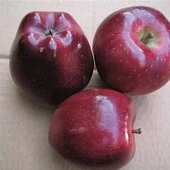 3 Yaş, Aşılı Elma Fidanı SCARLET SPUR, Torbada thumbnail 1