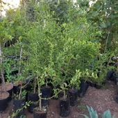 6 Yaş Aşılı Finger Lime Parmak Limon Fidanı, Torbada thumbnail 2