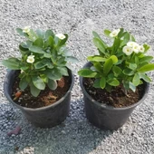 İTHAL Orijinal BEYAZ Euphorbia Milii / Dikenler Tacı Küçük Saksıda - 3