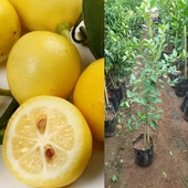 6 Yaş Aşılı Limequat-Süs Limonu Fidanı, Torbada - 2