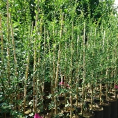 5 Yaş Aşılı Finger Lime RED CHAMPAGNE, Torbada - 2