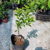 İthal Aşılı İri Kamkat (Fukushu) Ultra BODUR, Saksıda - 2