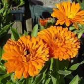 Portakal Nergisi Çiçeği Tohumu (1 Paket) - 1