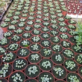 Tesbih-Boncuk Çiçeği Sukulent,Senekio (Klenia Rowleyanus) 8 lik Saksı - 3