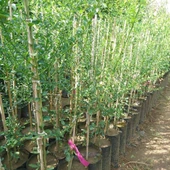 5 Yaş Aşılı Finger Lime SUNSHINE YELLOW, Torbada thumbnail 2