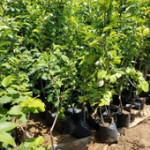 3 Yaş Aşılı Limon Armut Fidanı, Saksıda - 3