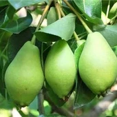 3 Yaş Aşılı Limon Armut Fidanı, Saksıda - 1