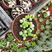 Tesbih-Boncuk Çiçeği Sukulent,Senekio (Klenia Rowleyanus) 8 lik Saksı - 2