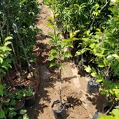 3 Yaş Aşılı Limon Armut Fidanı, Saksıda - 2