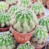 Top Kaktüs 5.5 cm Saksıda thumbnail 1