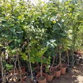 7 Yaş Aşılı Eşme Ayva Fidanı , Saksıda - 4