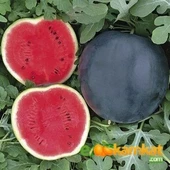 Siyah karpuz Tohumu 10 gr Paket - 1
