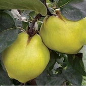 7 Yaş Aşılı Ekmek Ayva Fidanı , Saksıda - 1