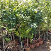 7 Yaş Aşılı Eşme Ayva Fidanı , Saksıda - 2