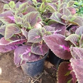 Alacalı Yaprak Güzeli Çiçeği, Saksıda thumbnail 2