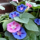 Sarmaşık  Çiçeği Tohumu 1 PAKET (50 adet) - 1