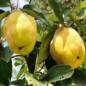 7 Yaş Aşılı Eşme Ayva Fidanı , Saksıda - 1