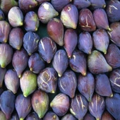 2 Yaş Karadeniz Patlıcan İncir Fidanı, Torbada thumbnail 1