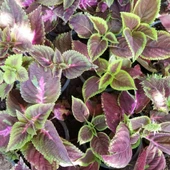 Alacalı Yaprak Güzeli Çiçeği, Saksıda thumbnail 1