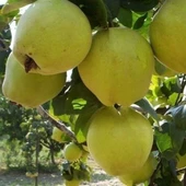 7 Yaş Aşılı Limon Ayva Fidanı , Saksıda - 1