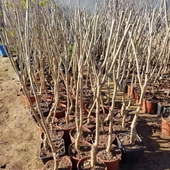 6 Yaş Aşılı Avusturalya Yediveren Karadut Fidanı, Saksıda thumbnail 2