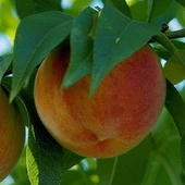 4 Yaş Aşılı Şeftali Fidanı ROBERT, Saksıda - 1