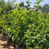 3 Yaş Aşılı Avusturalya Yediveren Karadut Fidanı, Torbada - 2