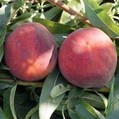 4 Yaş Aşılı Şeftali Fidanı MONROE, Saksıda - 1