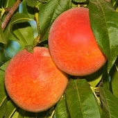 4 Yaş Aşılı Şeftali Fidanı R1 RED HAVEN, Saksıda - 1