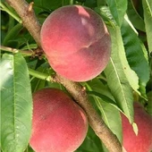 4 Yaş Aşılı Şeftali Fidanı SPRİNG GRASS, Saksıda thumbnail 1