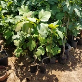 2 Yaş Bonsai Bodur İncir Fidanı, Saksıda - 2