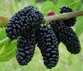 6 Yaş Aşılı Avusturalya Yediveren Karadut Fidanı, Saksıda thumbnail 1