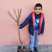 4 Yaş Aşılı Şeftali Fidanı ROBERT, Saksıda - 3