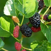 3 Yaş Aşılı Avusturalya Yediveren Karadut Fidanı, Torbada - 1