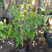 3 Yaş Aşılı İTHAL Tam Bodur Kamkat Fidanı, Saksıda - 3