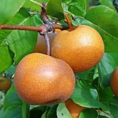 3 Yaş Aşılı Naşi Armudu, Saksıda - 1