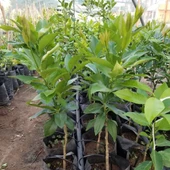 3 Yas Aşılı Bodur Yediveren Limon Fidanı, Torbada - 2