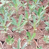 Kırmızı Adenium Çöl Gülü Çiçeği Fidanı - 3