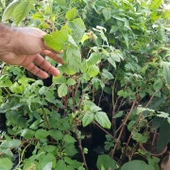 Tulameen İri Kırmızı Ahududu Fidanı, Torbada - 3
