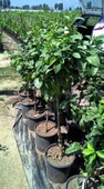 4 Yaş Aşılı Bergamot Fidan, Torbada - 2