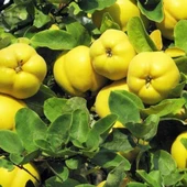 3 Yaş Aşılı Amerikan Ayva Fidanı, Saksıda - 1