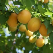 4 Yaş Aşılı Ninfa Erkenci Kayısı Fidanı, Saksıda thumbnail 1