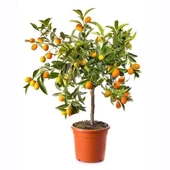 3 Yaş Aşılı İTHAL Tam Bodur Kamkat Fidanı, Saksıda - 1