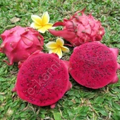 Beyaz Ejder Meyvesi Pitaya Fidanı, Torbada - 1