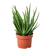 Tüketilebilir Aloevera, Küçük Boy, Torbada - 1