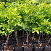 6 Yaş Aşılı Yediveren Limon Fidanı, Saksıda thumbnail 3