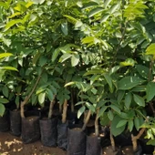 4 Yaş Aşılı Chandler Bodur Ceviz Fidanı, Torbada - 2