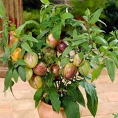Pepino Fidesi - 1